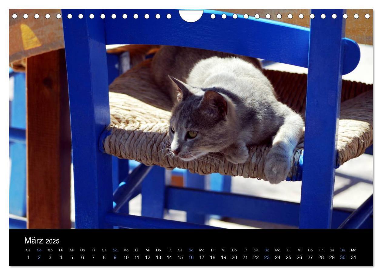 Bild: 9783435684069 | Katzensprung (Wandkalender 2025 DIN A4 quer), CALVENDO Monatskalender