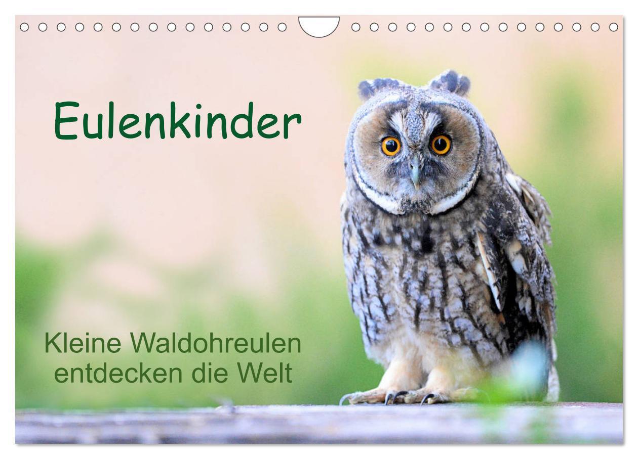 Cover: 9783435110957 | Eulenkinder - Kleine Waldohreulen entdecken die Welt (Wandkalender...