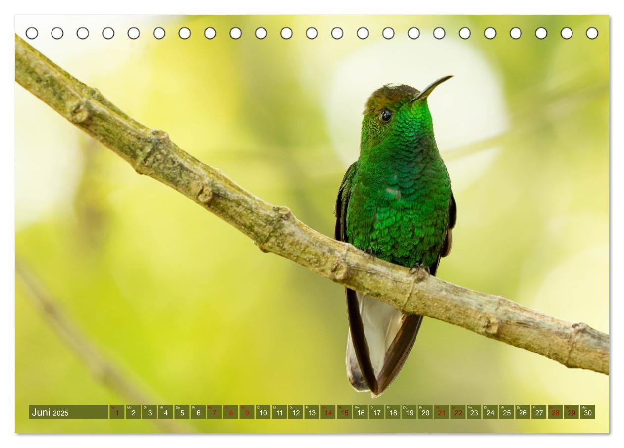 Bild: 9783383887109 | Zauberhafte Kolibris in Costa Rica (Tischkalender 2025 DIN A5...