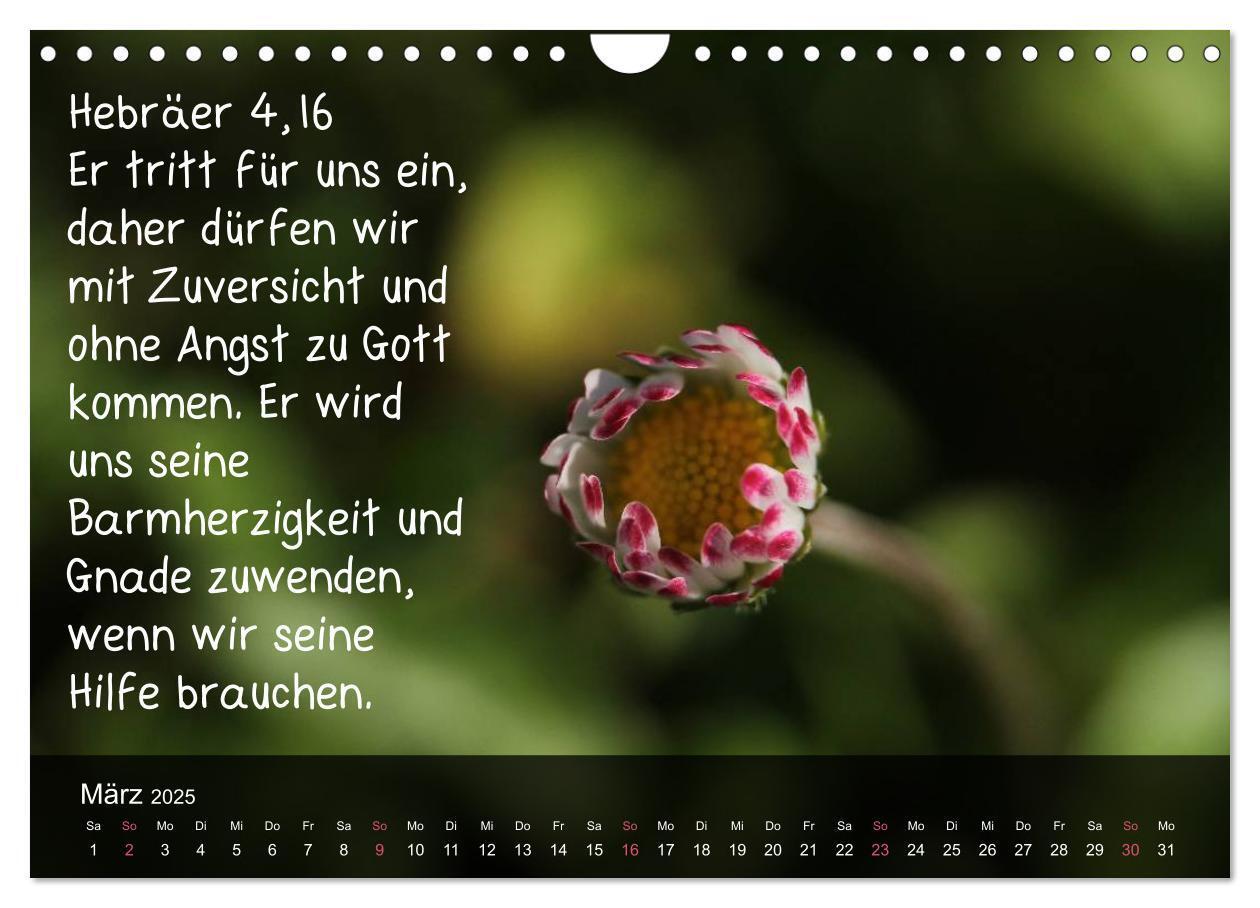 Bild: 9783435768240 | Schöpfung im Licht (Wandkalender 2025 DIN A4 quer), CALVENDO...