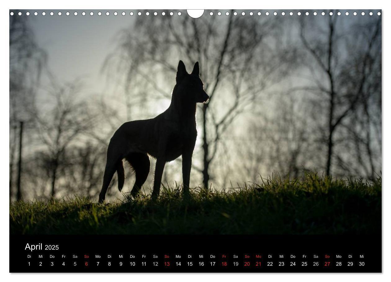 Bild: 9783435638697 | Belgische Schäferhunde - Der Malinois im Licht (Wandkalender 2025...