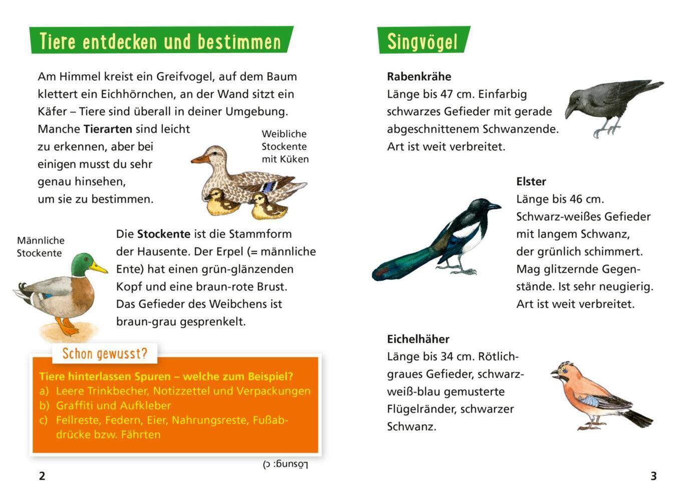 Bild: 9783551242181 | Pixi Wissen 30: Tiere erkennen | Einfach gut erklärt!. Miniaturbuch