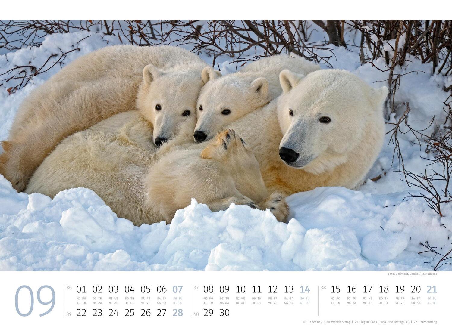 Bild: 9783838425986 | Eisbären Kalender 2025 | Ackermann Kunstverlag | Kalender | 14 S.