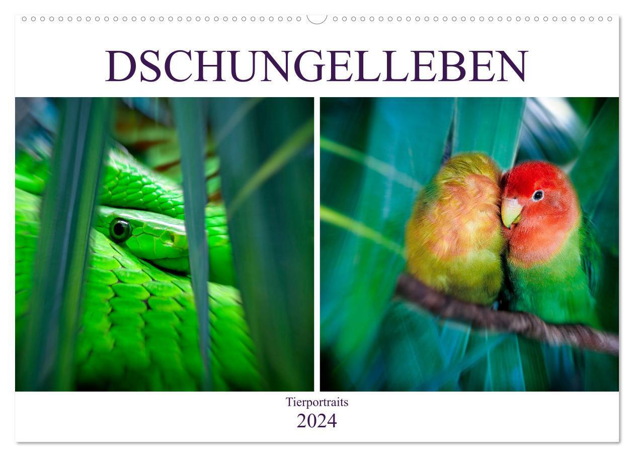 Cover: 9783675570436 | Dschungelleben - Tierportraits (Wandkalender 2024 DIN A2 quer),...