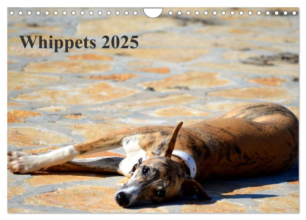 Cover: 9783435651290 | Whippet 2025 (Wandkalender 2025 DIN A4 quer), CALVENDO Monatskalender