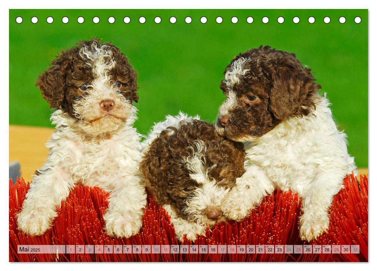 Bild: 9783435311484 | Lagotto Romagnolo - Ein Hund zum Verlieben (Tischkalender 2025 DIN...