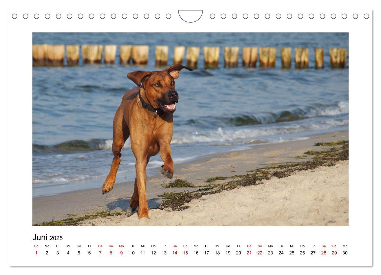 Bild: 9783383988028 | Rhodesian Ridgeback - Charmanter Dickkopf aus Afrika (Wandkalender...