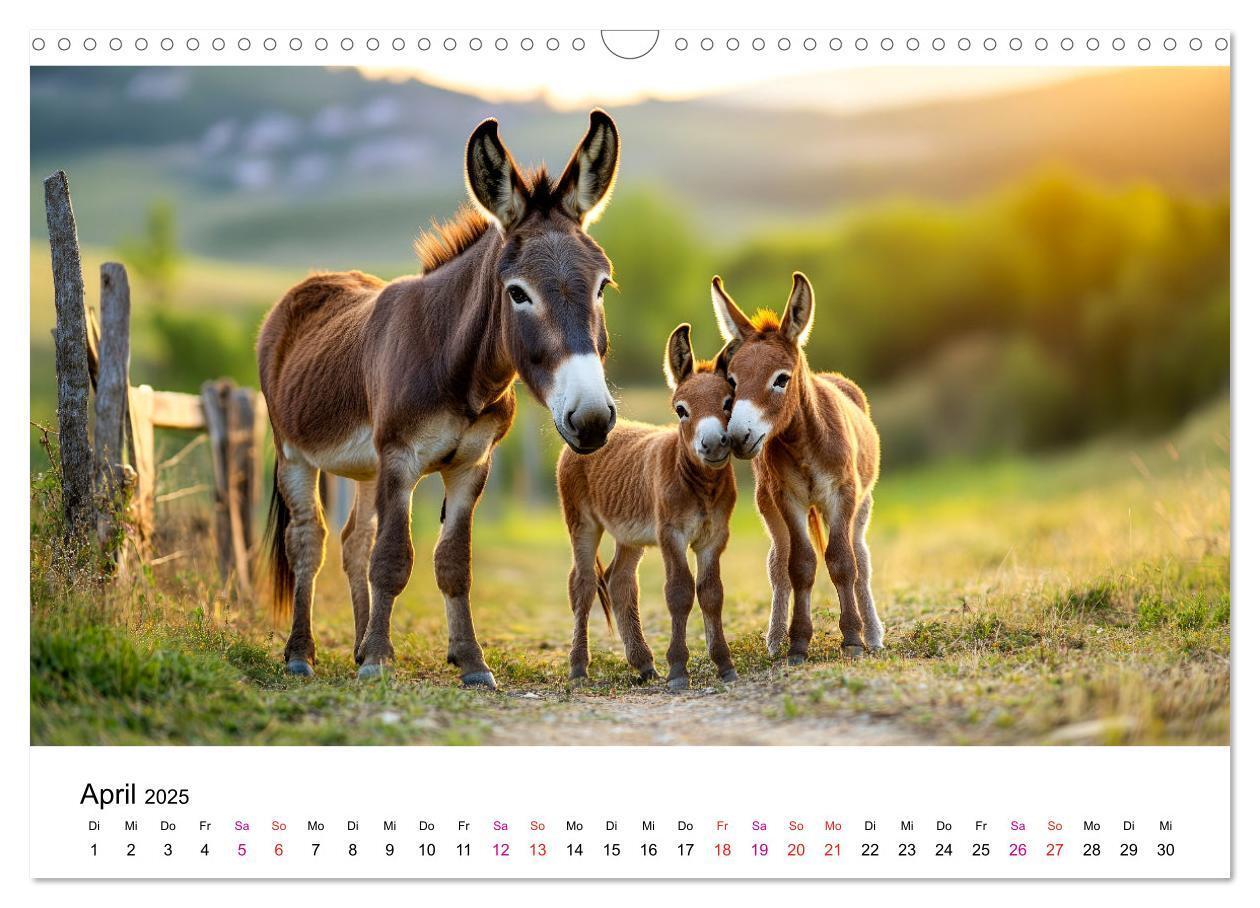 Bild: 9783457215197 | Esel - neugierige Typen (Wandkalender 2025 DIN A3 quer), CALVENDO...