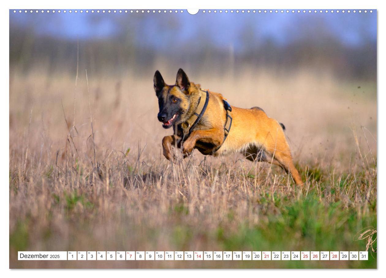 Bild: 9783435144808 | Malinois - belgischer Schäferhund (Wandkalender 2025 DIN A2 quer),...