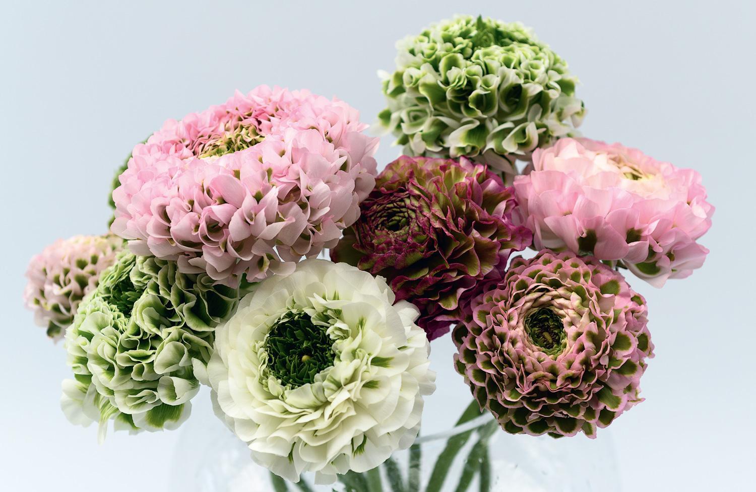 Bild: 9781911663973 | Ranunculus | Beautiful Buttercups for Home and Garden | Naomi Slade