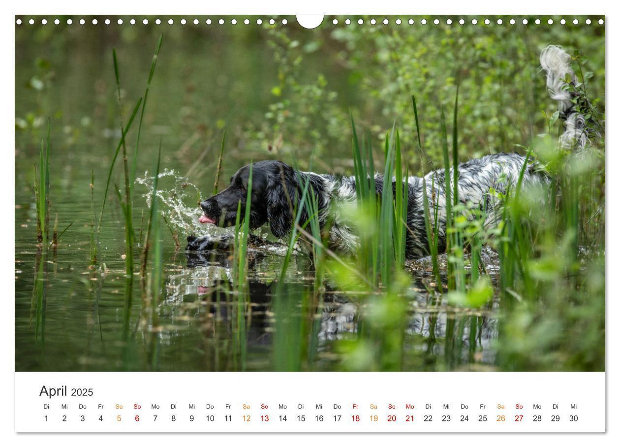 Bild: 9783457181430 | Treue Jagdgefährten - Jagdhunderassen im Portrait (Wandkalender...