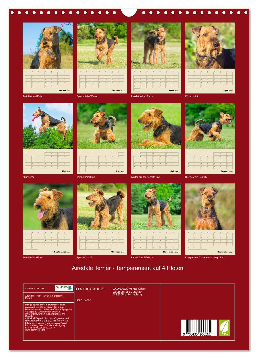 Bild: 9783435960361 | Airedale Terrier - Temperament auf 4 Pfoten (Wandkalender 2025 DIN...