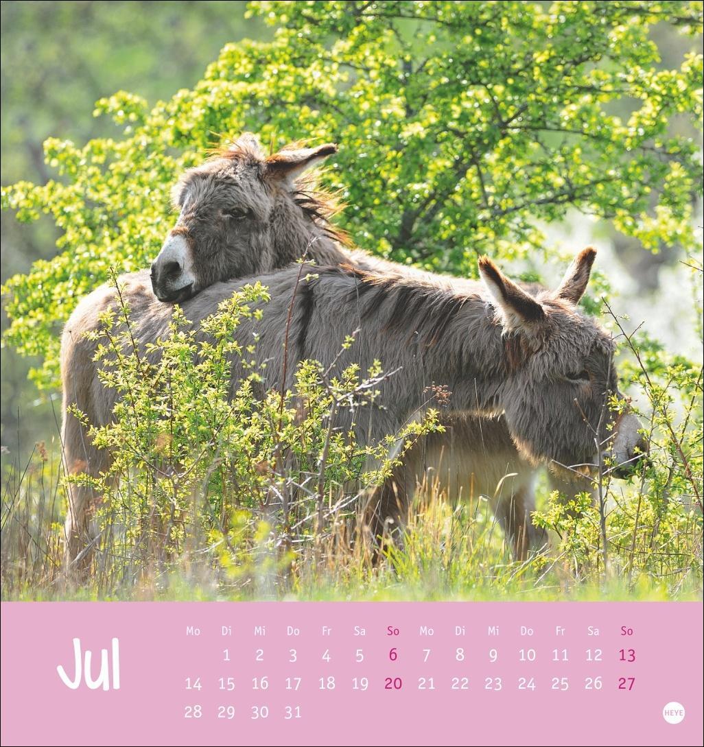 Bild: 9783756407149 | Esel Postkartenkalender 2025 - Von wegen sturer Esel | Heye | Kalender