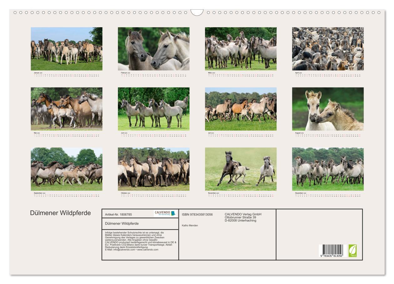 Bild: 9783435813056 | Dülmener Wildpferde (Wandkalender 2025 DIN A2 quer), CALVENDO...