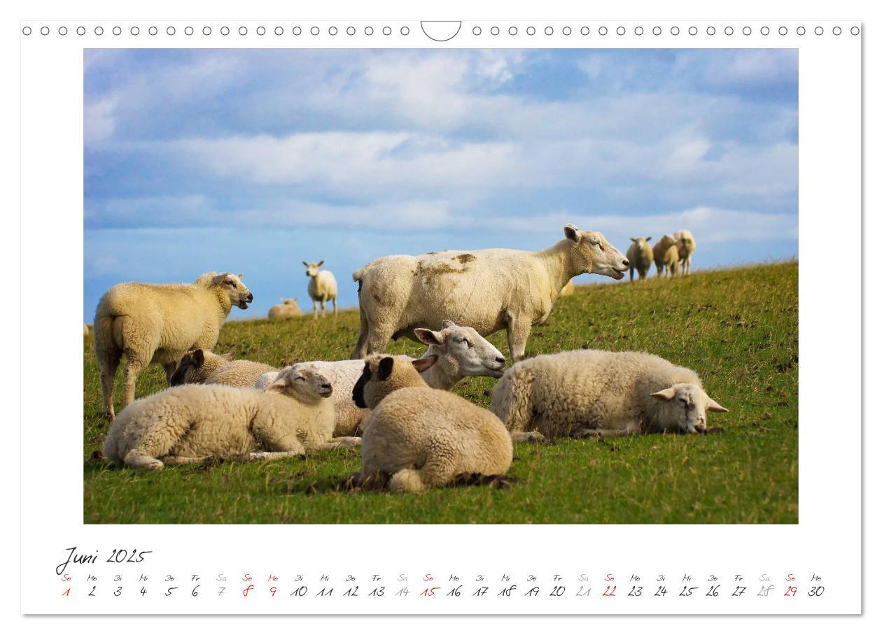 Bild: 9783435737451 | Nordsee - einfach Meer (Wandkalender 2025 DIN A3 quer), CALVENDO...