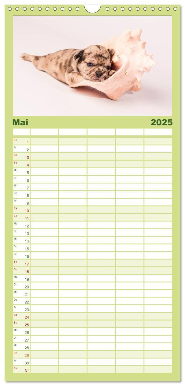 Bild: 9783457112281 | Familienplaner 2025 - Möpse mit 5 Spalten (Wandkalender, 21 x 45...