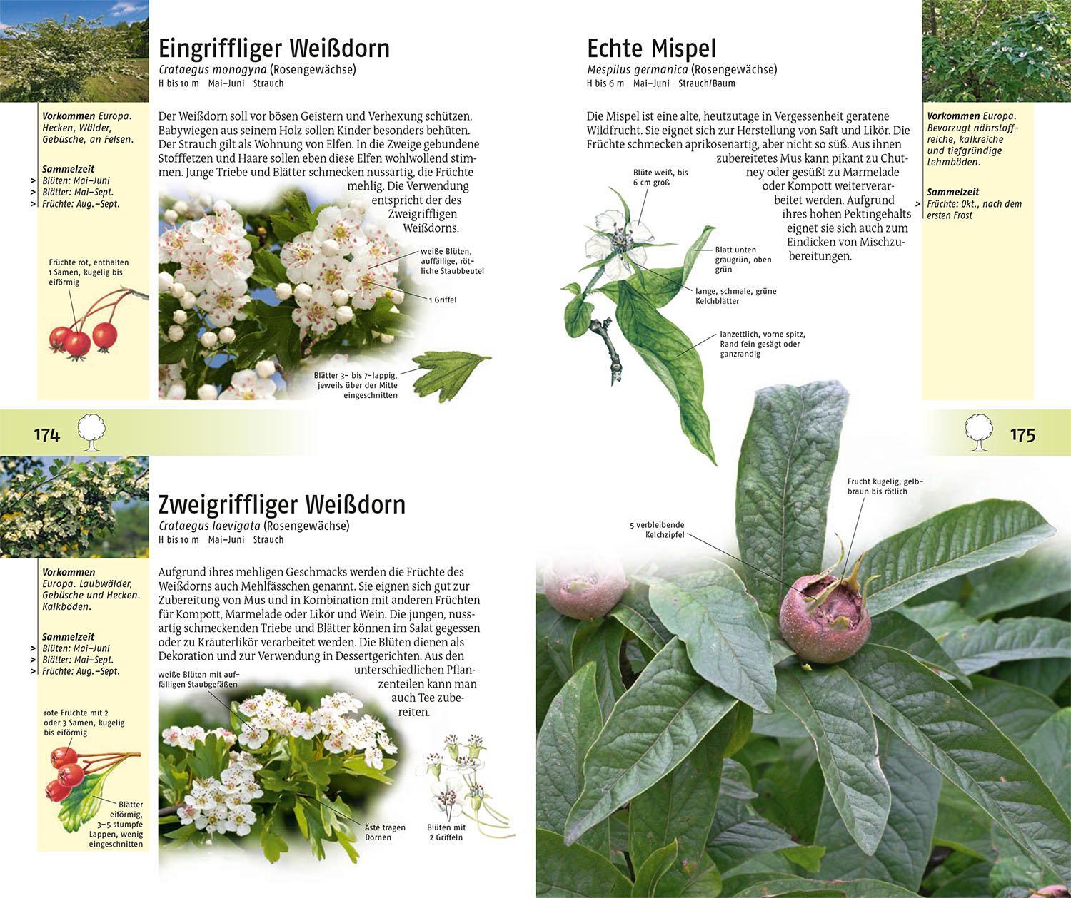 Bild: 9783440164457 | Welche essbare Wildpflanze ist das? | Christa Bastgen (u. a.) | Buch