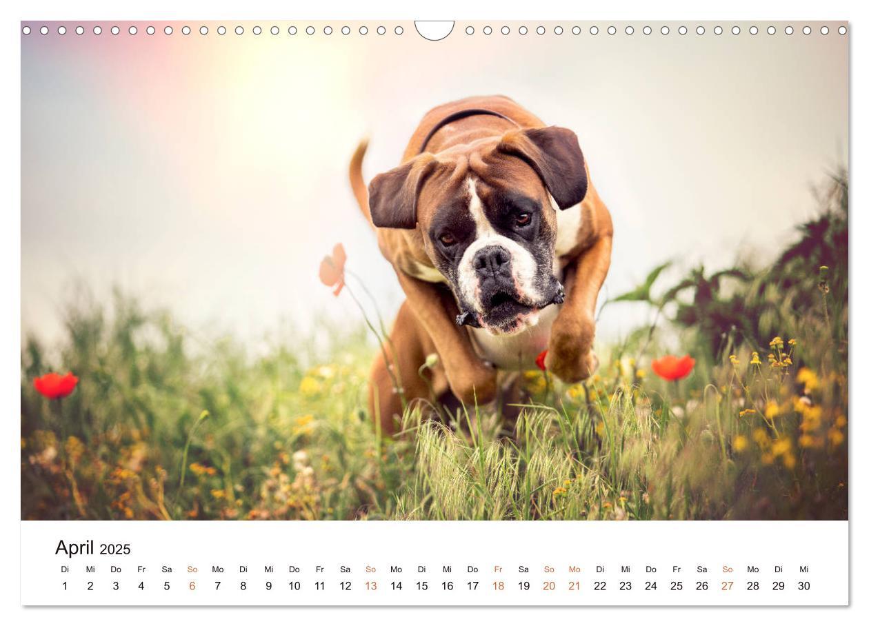 Bild: 9783435160143 | Deutscher Boxer (Wandkalender 2025 DIN A3 quer), CALVENDO...