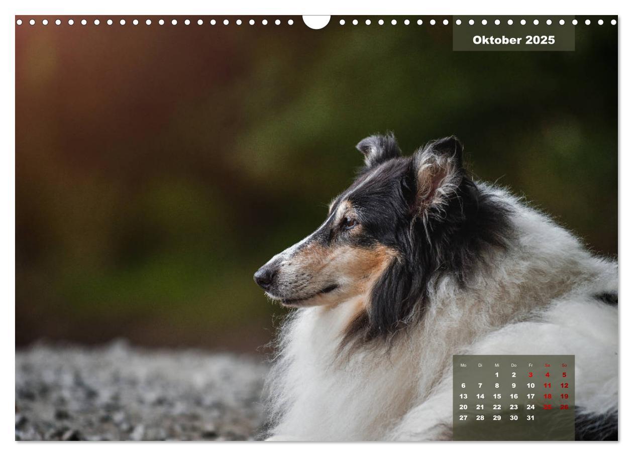 Bild: 9783435110629 | Typisch Collie (Wandkalender 2025 DIN A3 quer), CALVENDO...