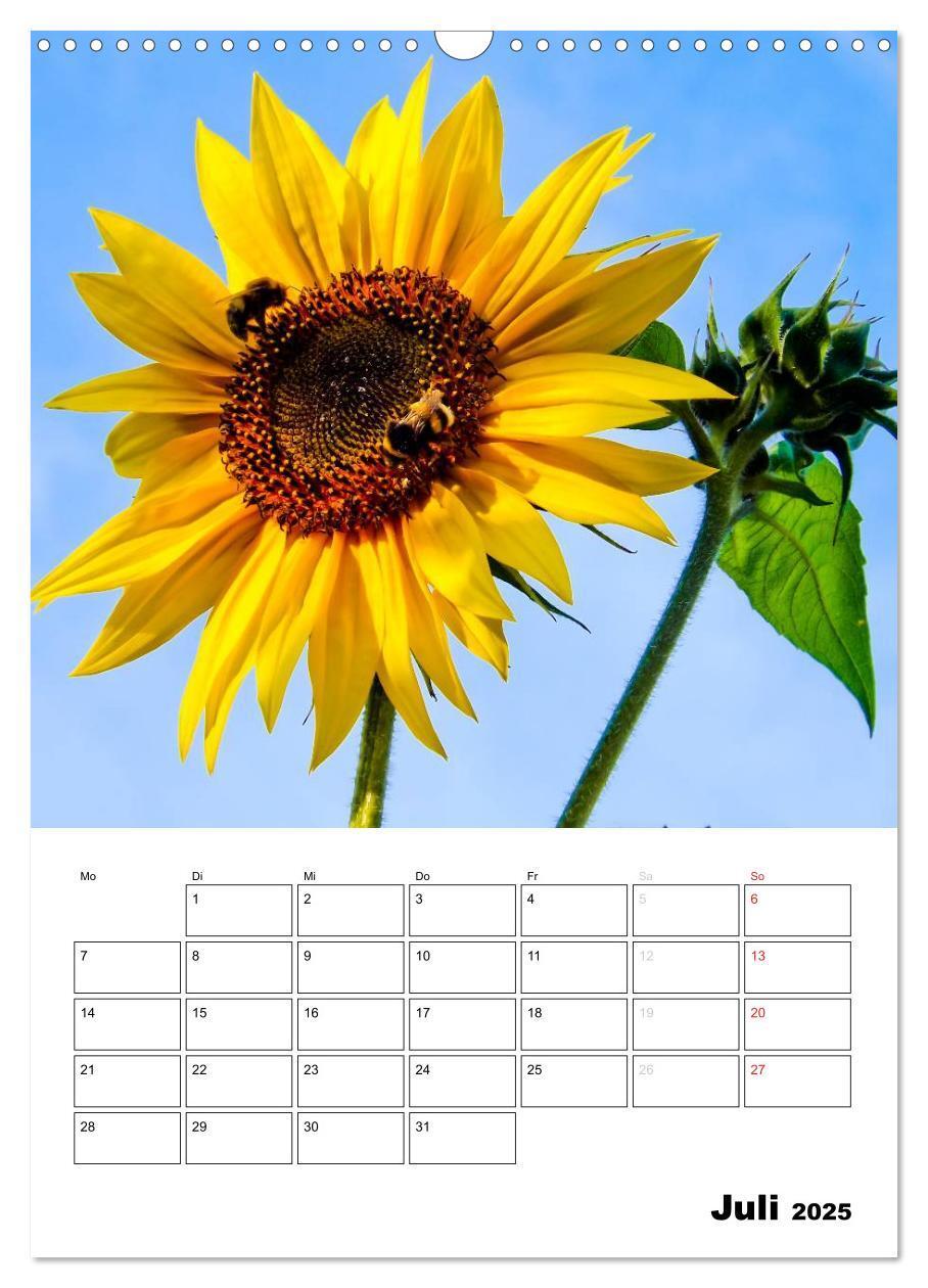 Bild: 9783457004616 | Strahlende Sonnenblumen (Wandkalender 2025 DIN A3 hoch), CALVENDO...