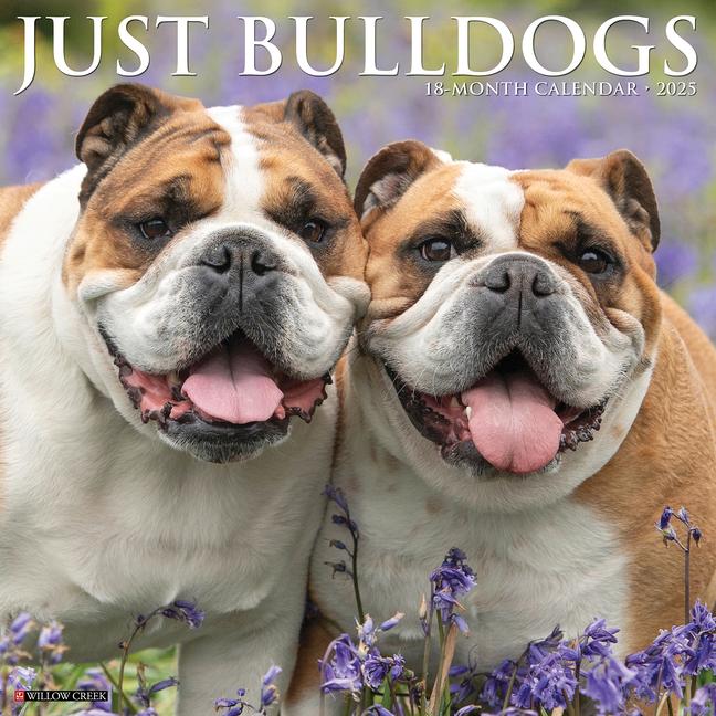 Cover: 9781549242038 | Just Bulldogs 2025 12 X 12 Wall Calendar | Willow Creek Press | 2025