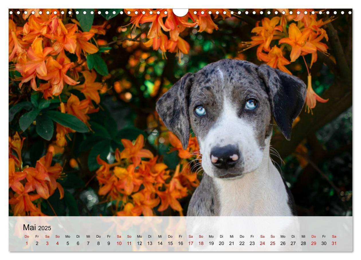 Bild: 9783435180684 | Lousiana Catahoula Leopard (Wandkalender 2025 DIN A3 quer),...