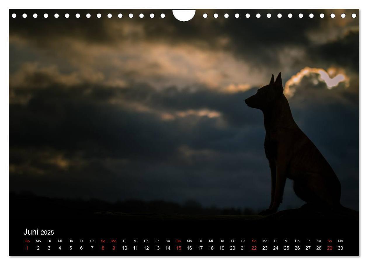 Bild: 9783435639205 | Belgische Schäferhunde - Der Malinois im Licht (Wandkalender 2025...