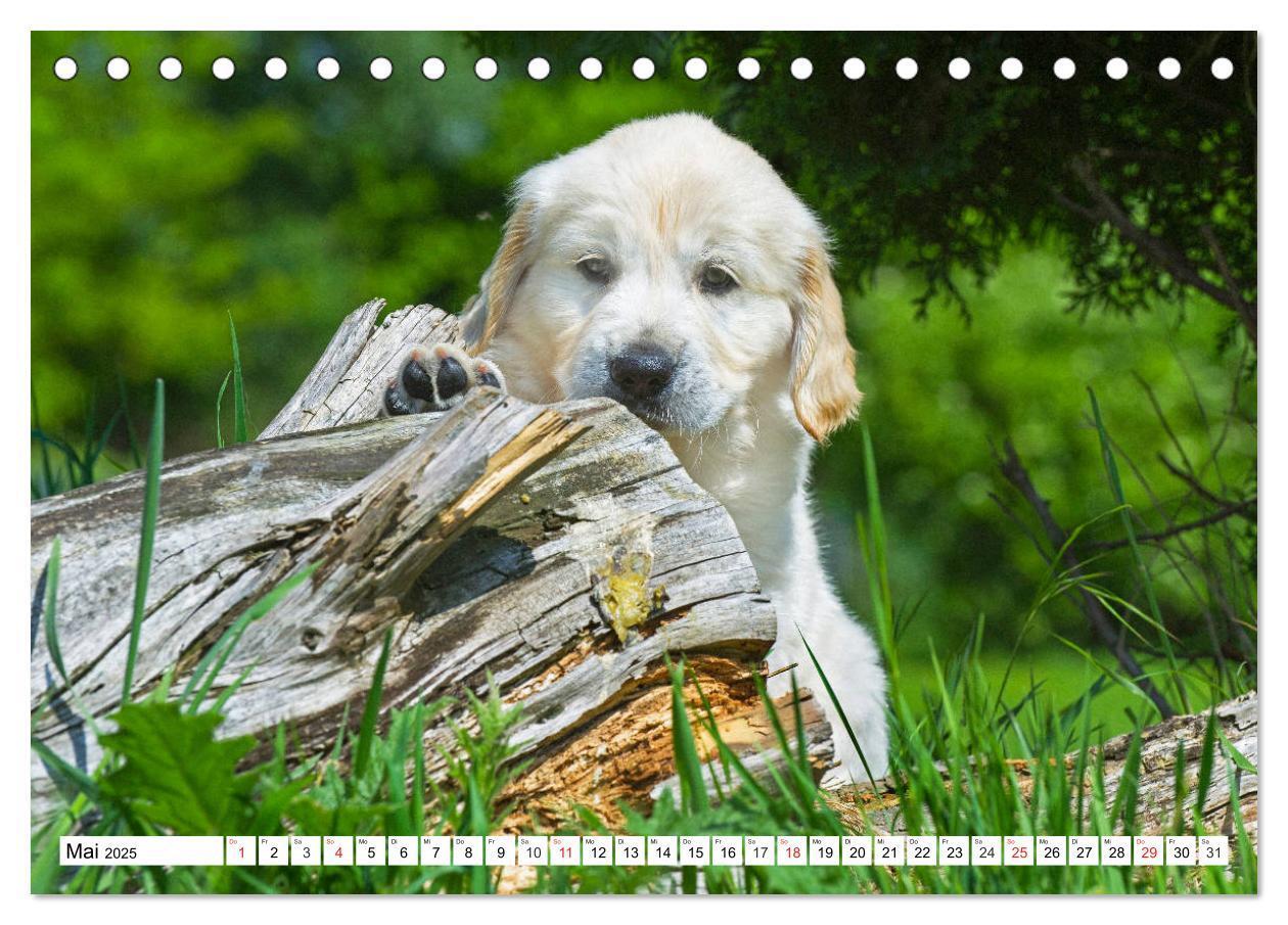 Bild: 9783435212903 | Goldige Herzensbrecher - Golden Retriever Welpen (Tischkalender...