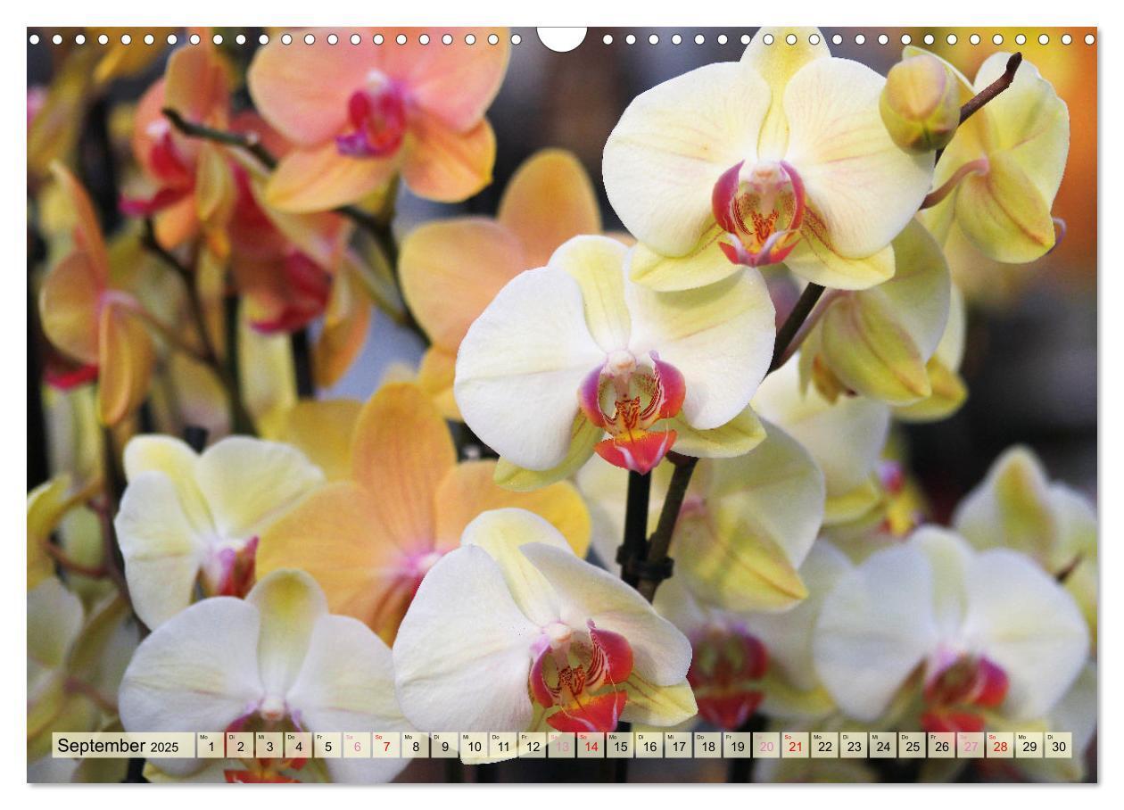 Bild: 9783383765087 | Beliebte Orchideen (Wandkalender 2025 DIN A3 quer), CALVENDO...