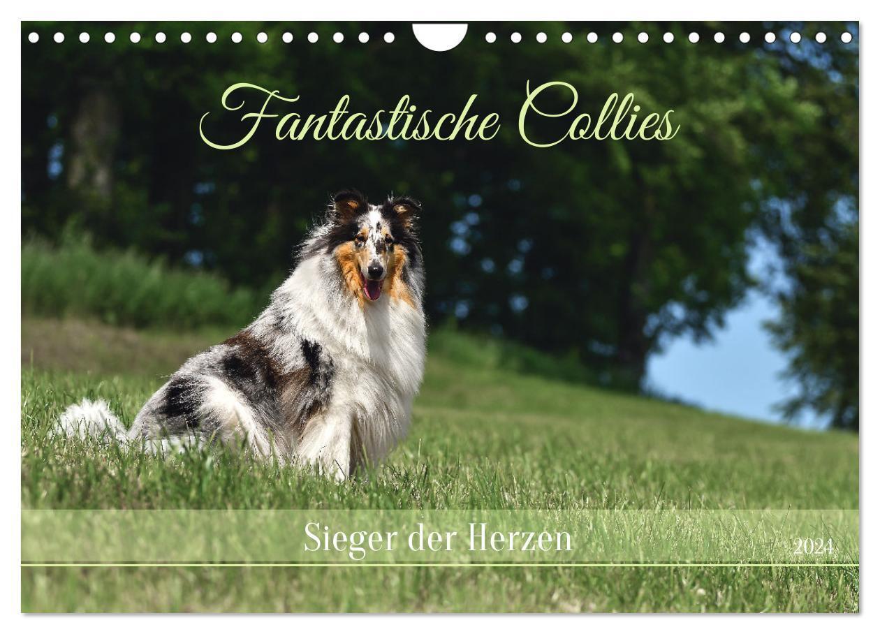 Cover: 9783383723452 | Fantastische Collies - Sieger der Herzen (Wandkalender 2024 DIN A4...