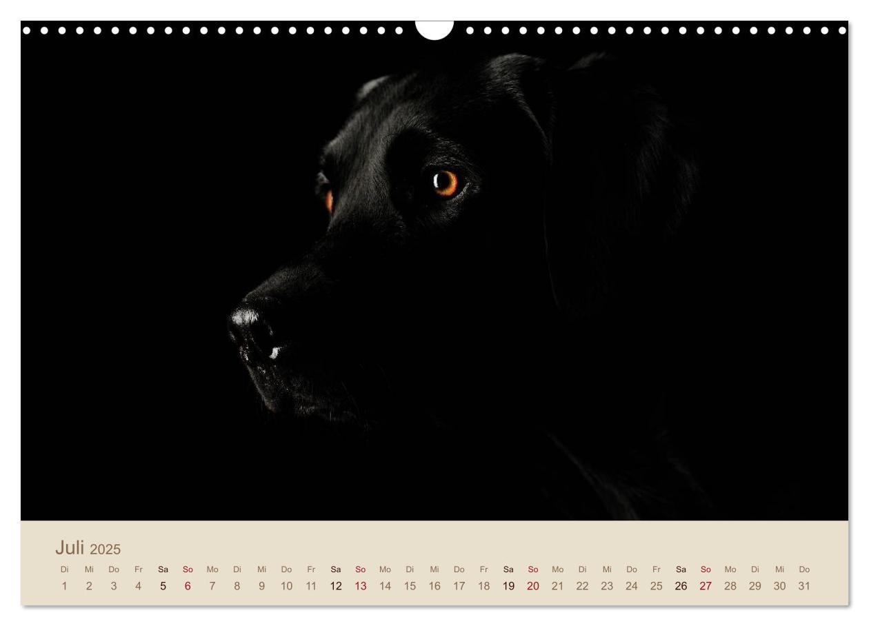 Bild: 9783435743223 | Labrador Retriever (Wandkalender 2025 DIN A3 quer), CALVENDO...