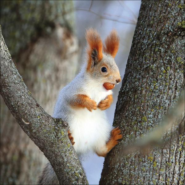 Bild: 9783731875512 | Eichhörnchen 2025 | Verlag Korsch | Kalender | 13 S. | Deutsch | 2025