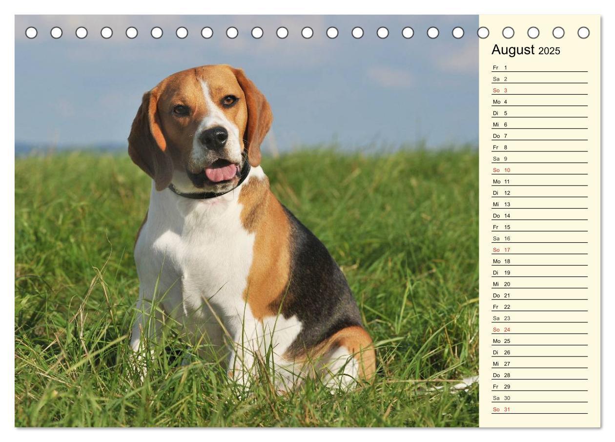 Bild: 9783435540396 | Beagle - Herz auf 4 Pfoten (Tischkalender 2025 DIN A5 quer),...