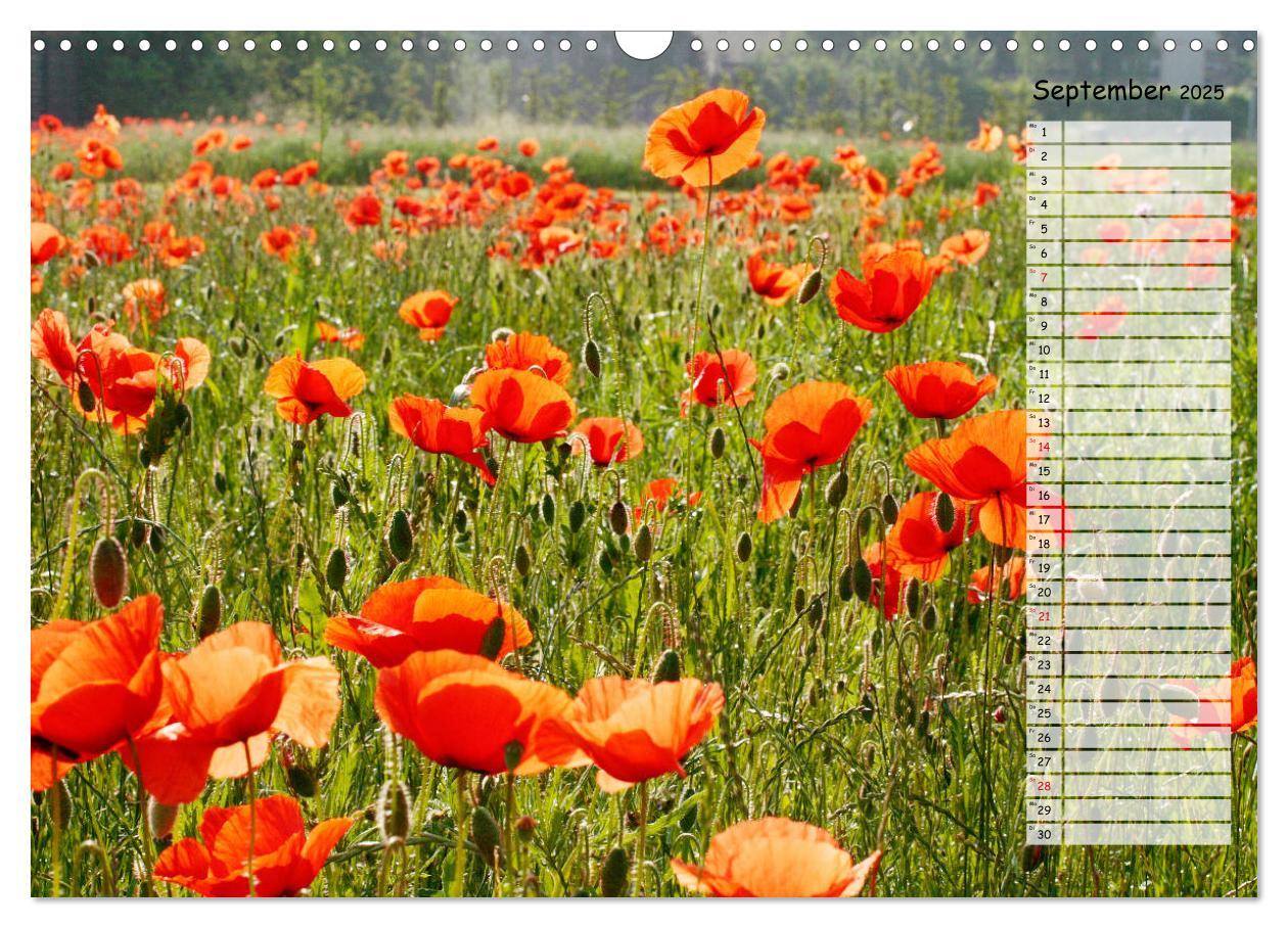 Bild: 9783435288137 | Klatschmohn im Feld (Wandkalender 2025 DIN A3 quer), CALVENDO...