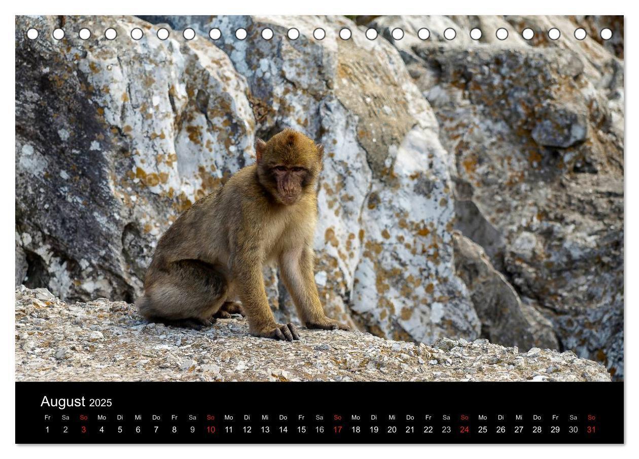 Bild: 9783435492879 | Gibraltar - der Affenfelsen (Tischkalender 2025 DIN A5 quer),...