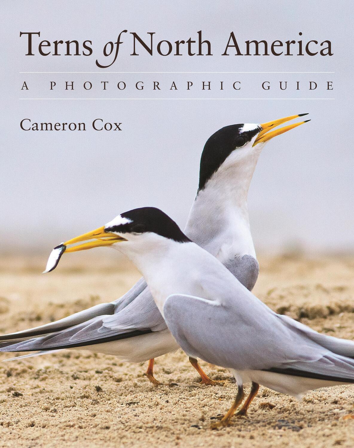 Cover: 9780691161877 | Terns of North America | A Photographic Guide | Cameron Cox | Buch