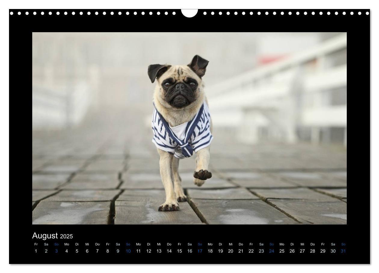 Bild: 9783435645336 | Der Feldfurchen-Mops (Wandkalender 2025 DIN A3 quer), CALVENDO...