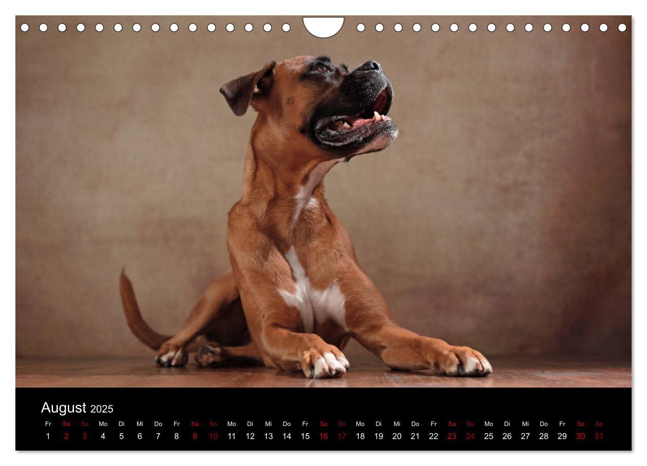 Bild: 9783435436675 | Liebenswerte Boxer (Wandkalender 2025 DIN A4 quer), CALVENDO...