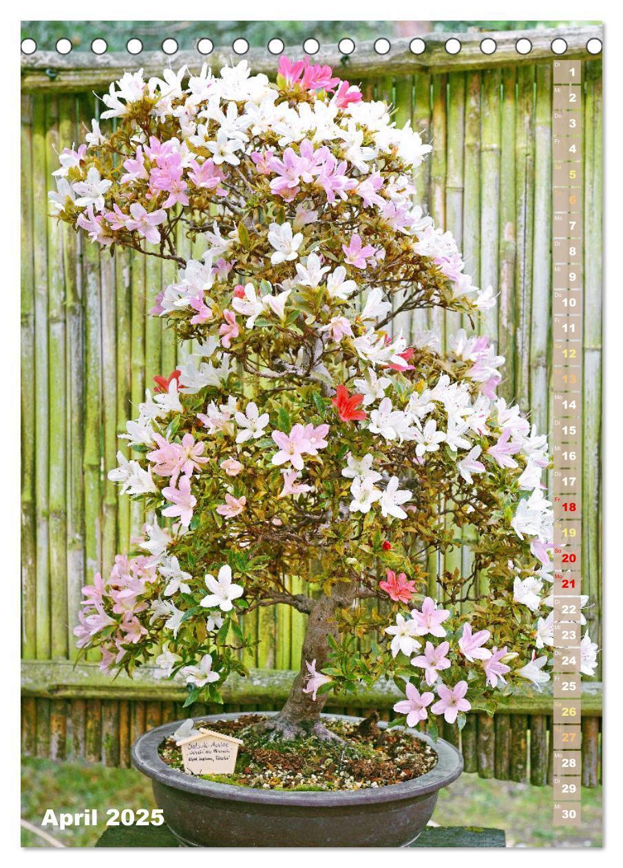 Bild: 9783435852345 | Bonsai: Gartenkunst im Kleinen (Tischkalender 2025 DIN A5 hoch),...