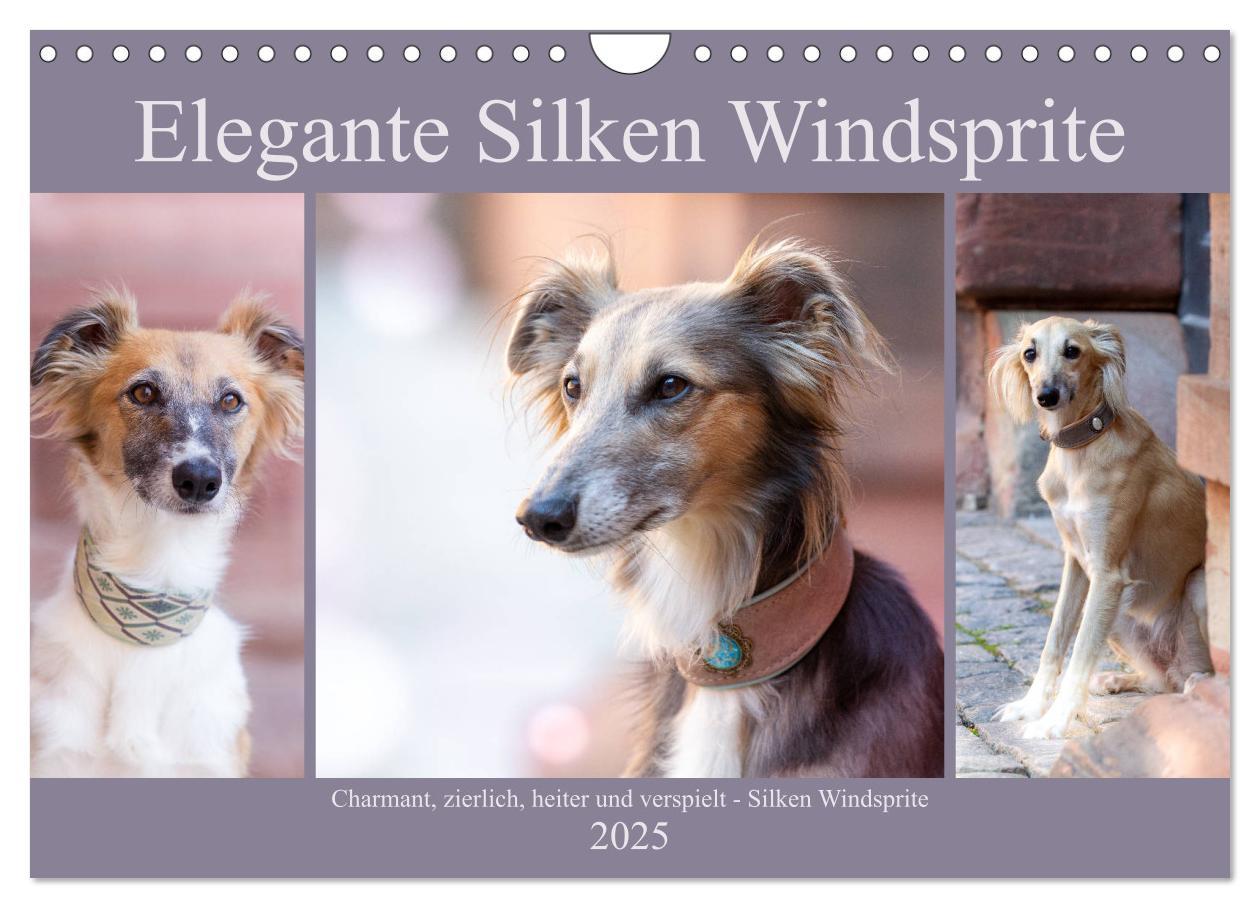 Cover: 9783435228638 | Elegante Silken Windsprite (Wandkalender 2025 DIN A4 quer),...