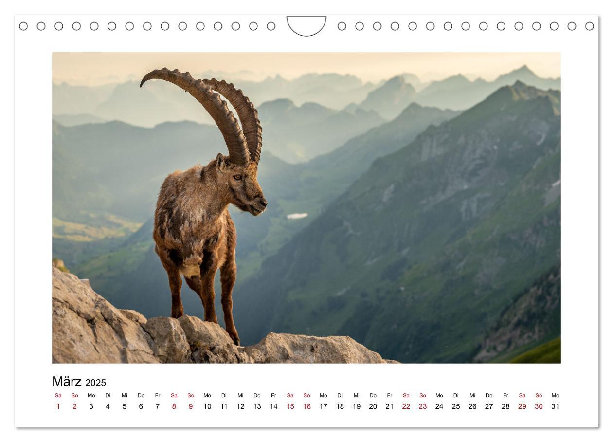 Bild: 9783383868474 | Steinböcke - Die Könige der Alpen (Wandkalender 2025 DIN A4 quer),...