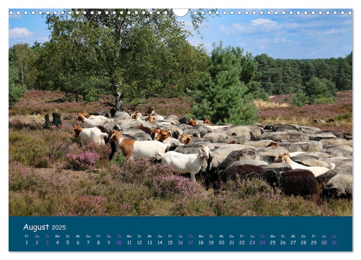 Bild: 9783435014002 | Heidschnucken, die prächtigen Schafe der Lüneburger Heide...