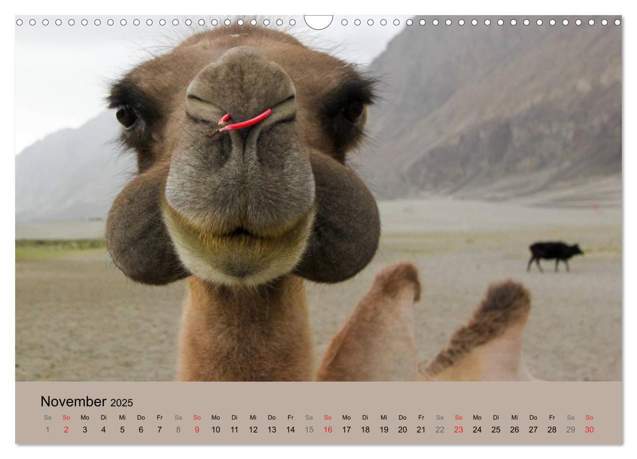 Bild: 9783435591688 | Kamel Porträt (Wandkalender 2025 DIN A3 quer), CALVENDO Monatskalender