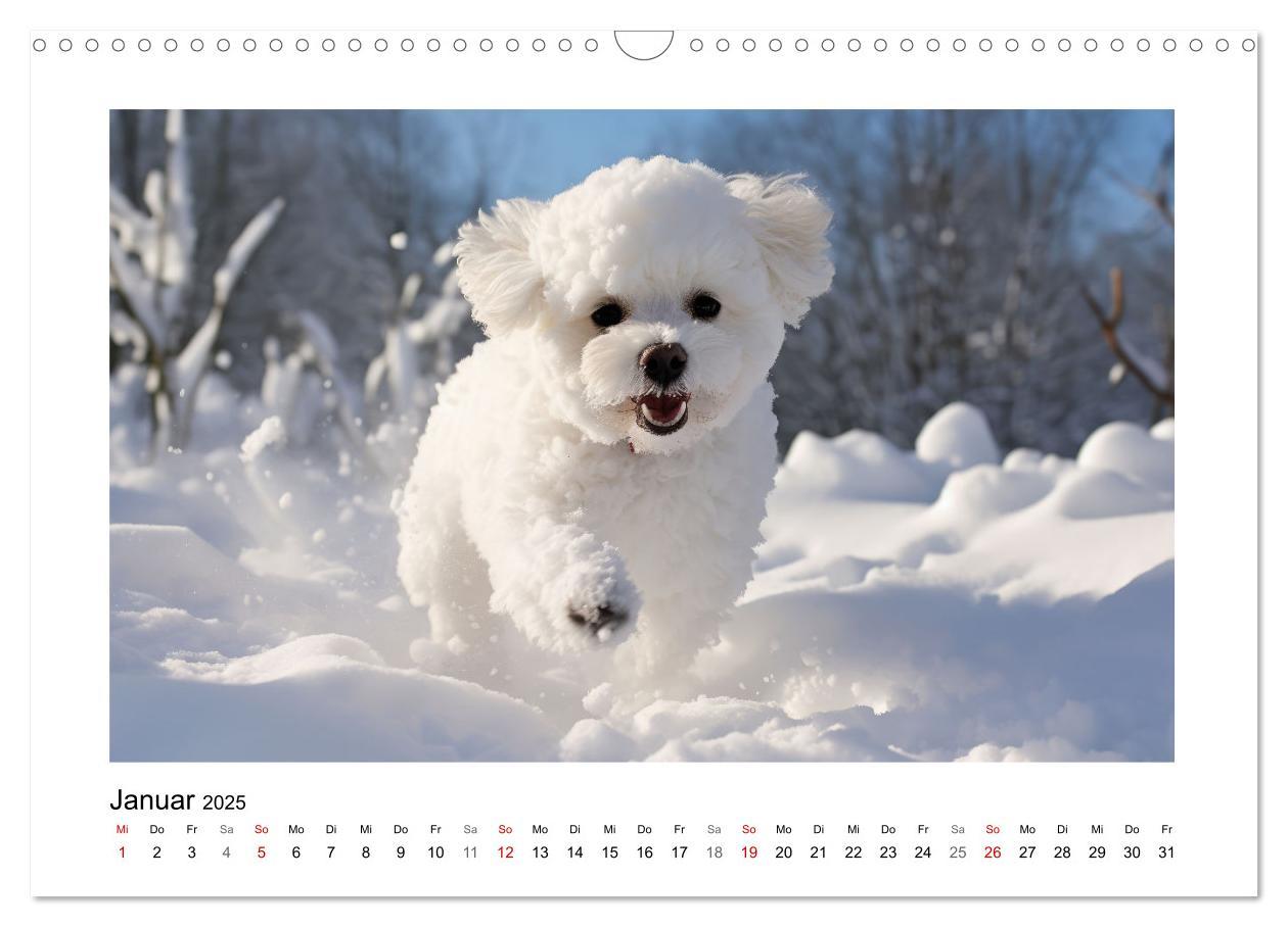 Bild: 9783383843716 | Bichon frisé, weiße Hündchen mit lockigem Haar (Wandkalender 2025...