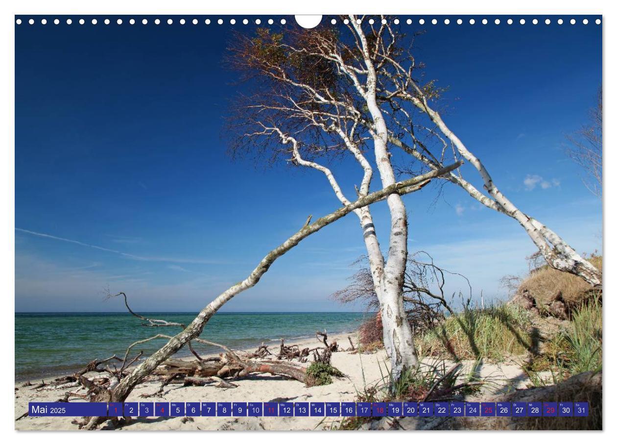 Bild: 9783435781973 | Weststrand Darß (Wandkalender 2025 DIN A3 quer), CALVENDO...