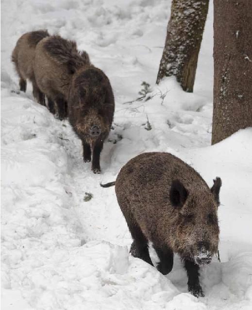 Bild: 9783958439535 | Drückjagd | Von der perfekten Vorbereitung bis zum Jagdkönig | Buch