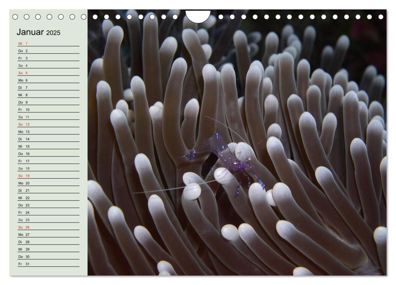 Bild: 9783435523788 | Die Welt der Riffe. Seesterne, Korallen, Anemonen (Wandkalender...