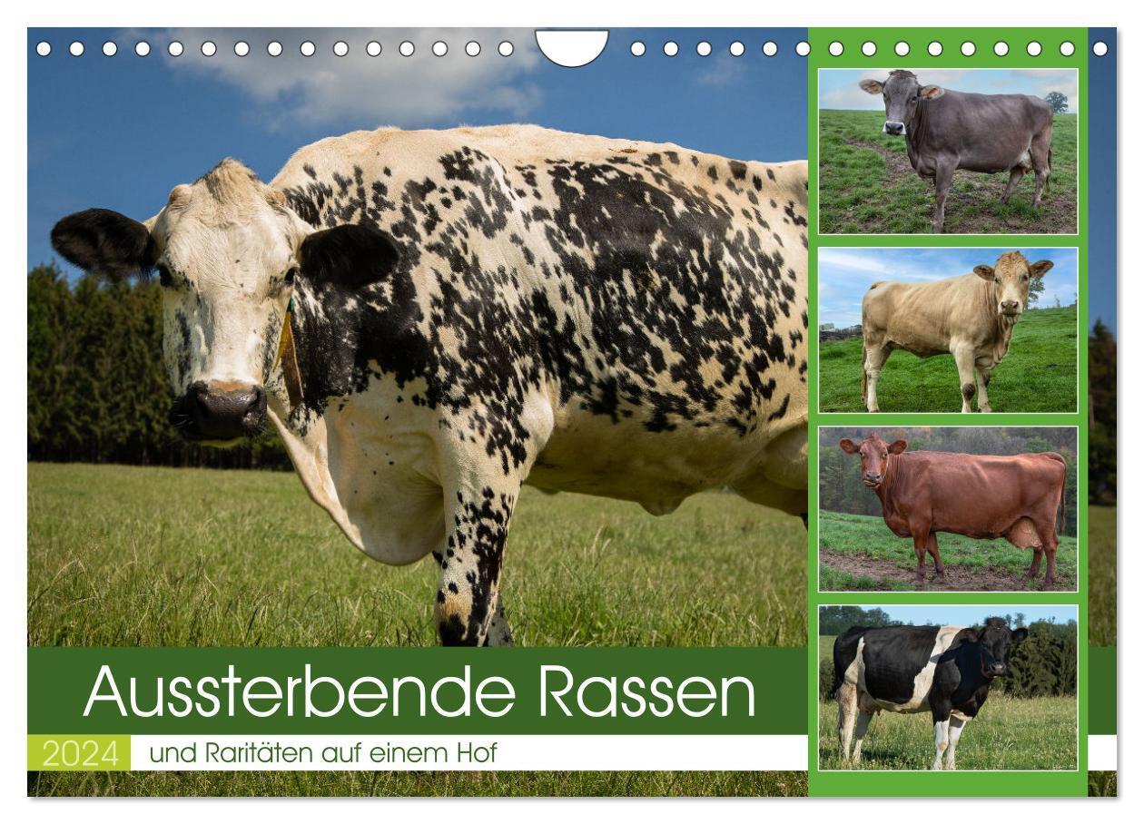 Cover: 9783675773479 | Aussterbende Rassen und Raritäten (Wandkalender 2024 DIN A4 quer),...