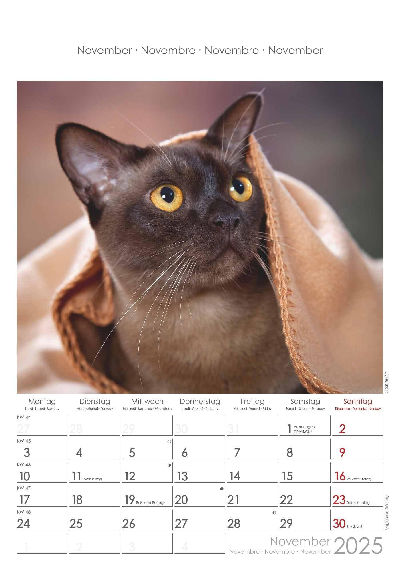 Bild: 4251732341015 | Katzen 2025 - Bildkalender 23,7x34 cm - Kalender mit Platz für...