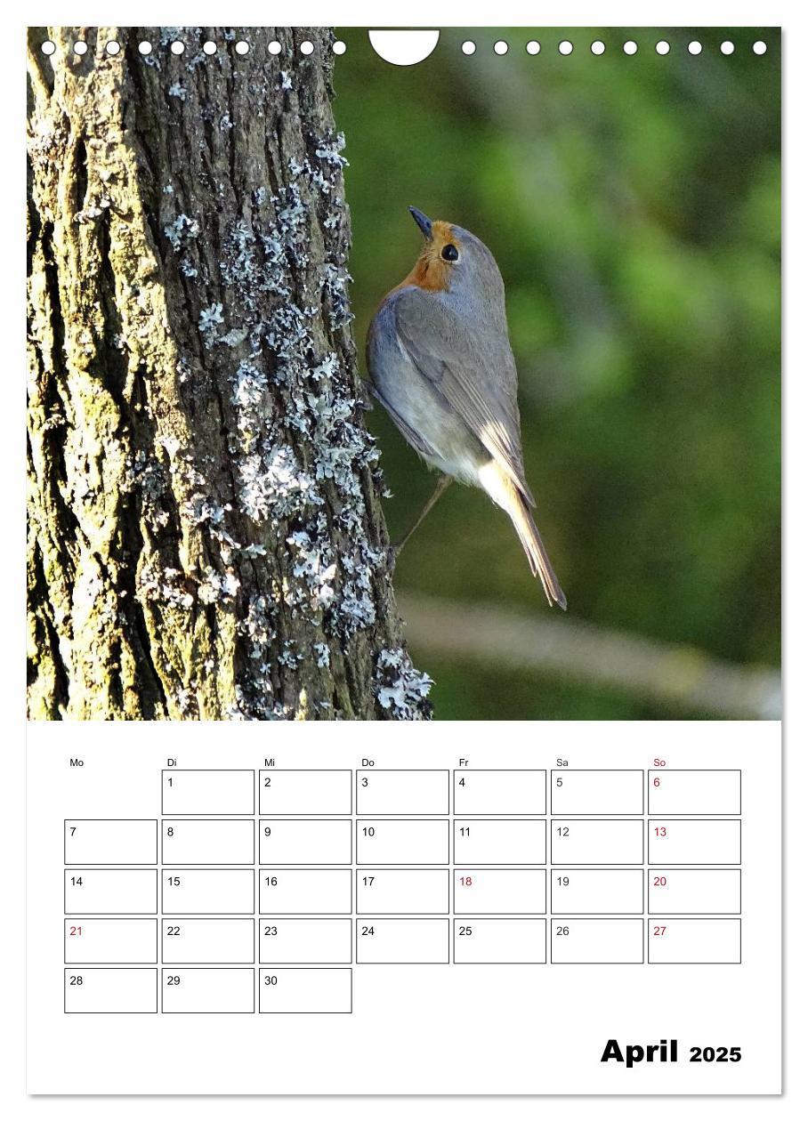 Bild: 9783457042380 | Amsel, Drossel, Fink und Star - beobachtet (Wandkalender 2025 DIN...